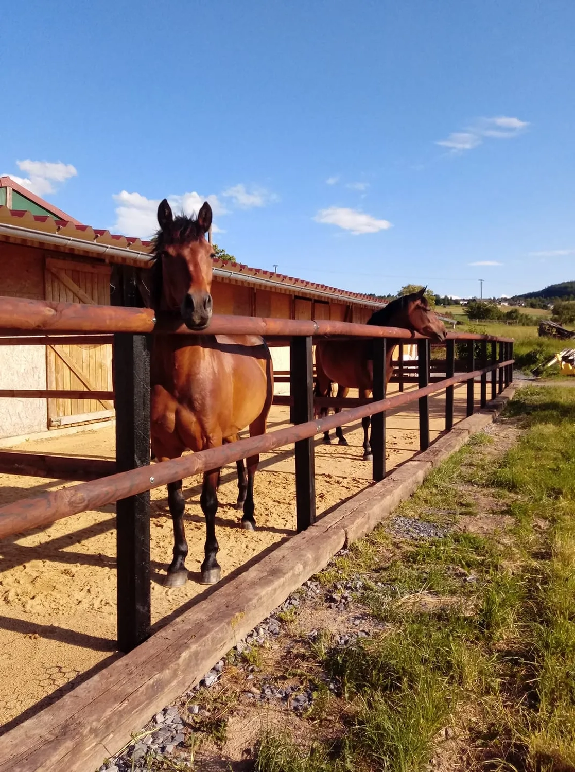 Reitanlage Weissenbrüchen - Pferd