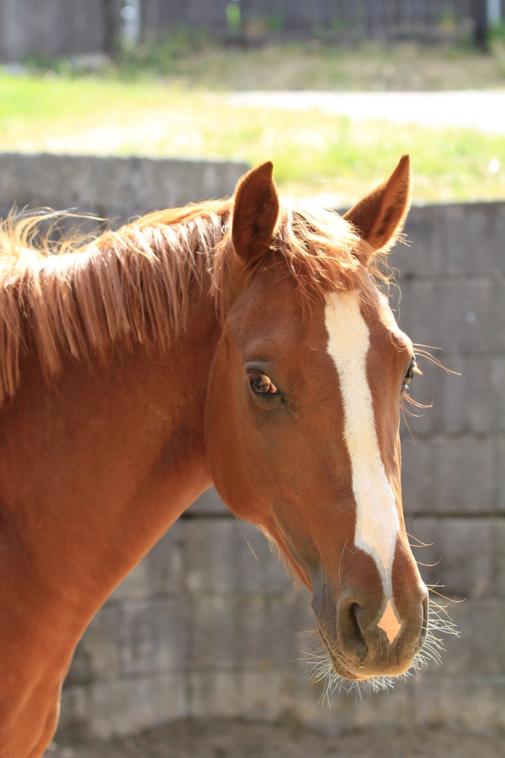 Reitanlage Weissenbrüchen - Pferd