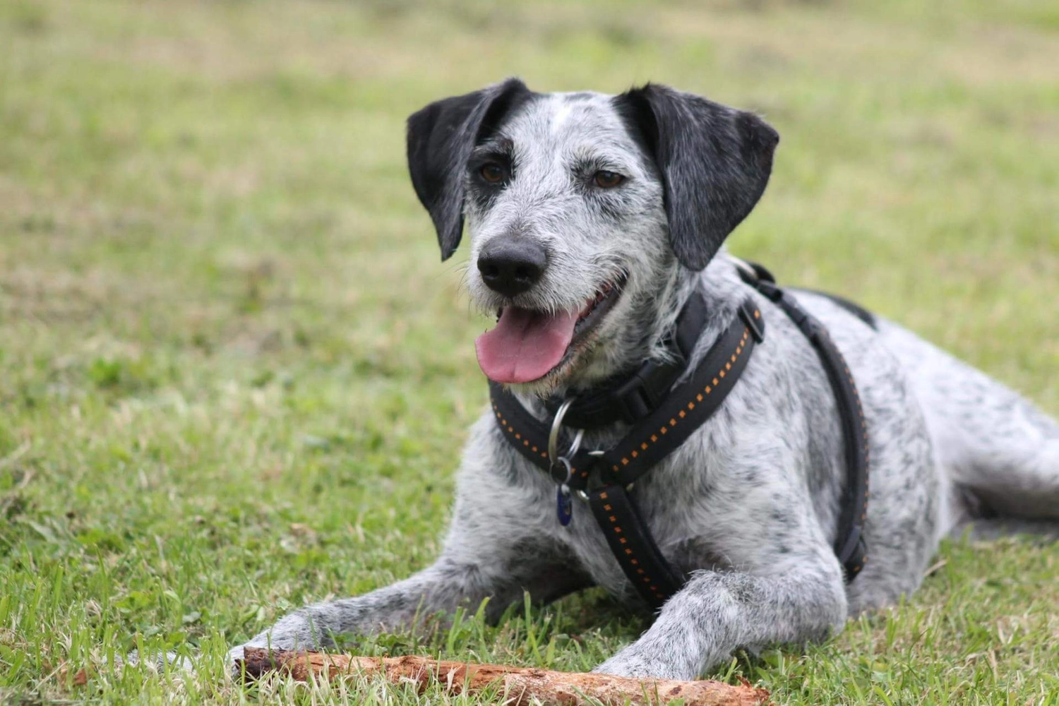 Reitanlage Weissenbrüchen - Hund