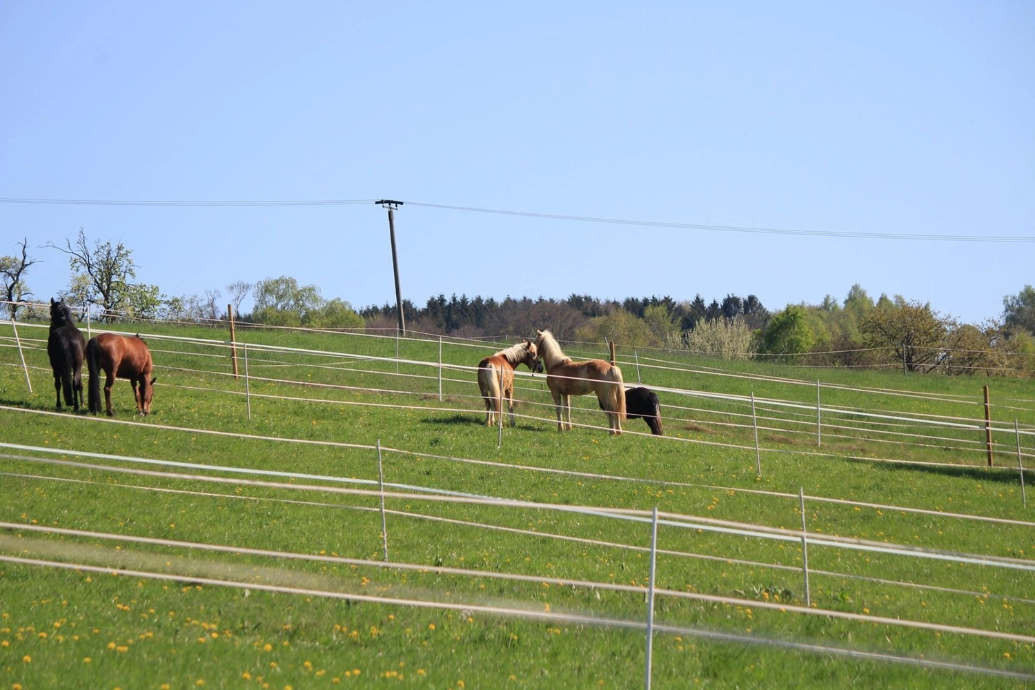 Reitanlage Weissenbrüchen - Feld