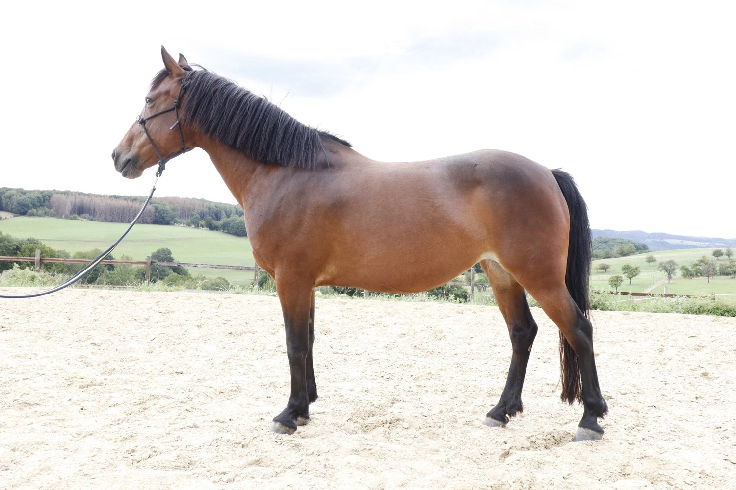 Reitanlage Weissenbrüchen - Pferd