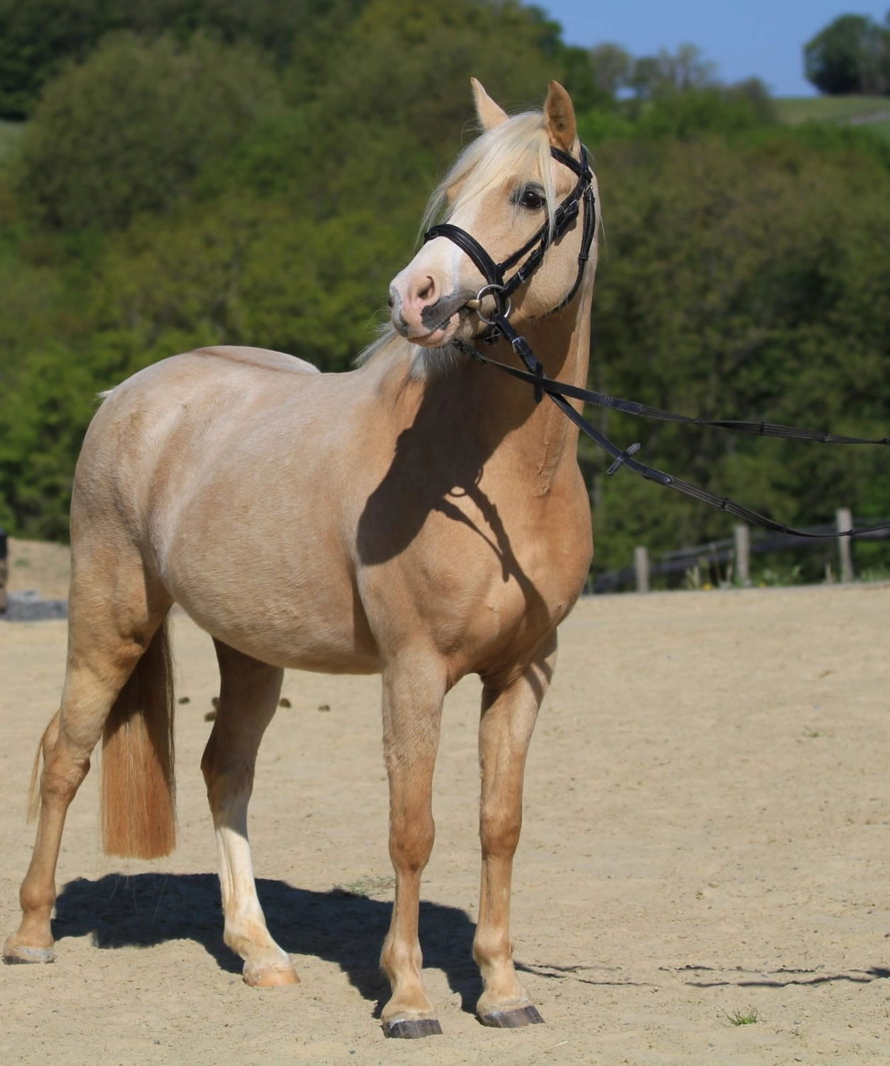 Reitanlage Weissenbrüchen - Pferd