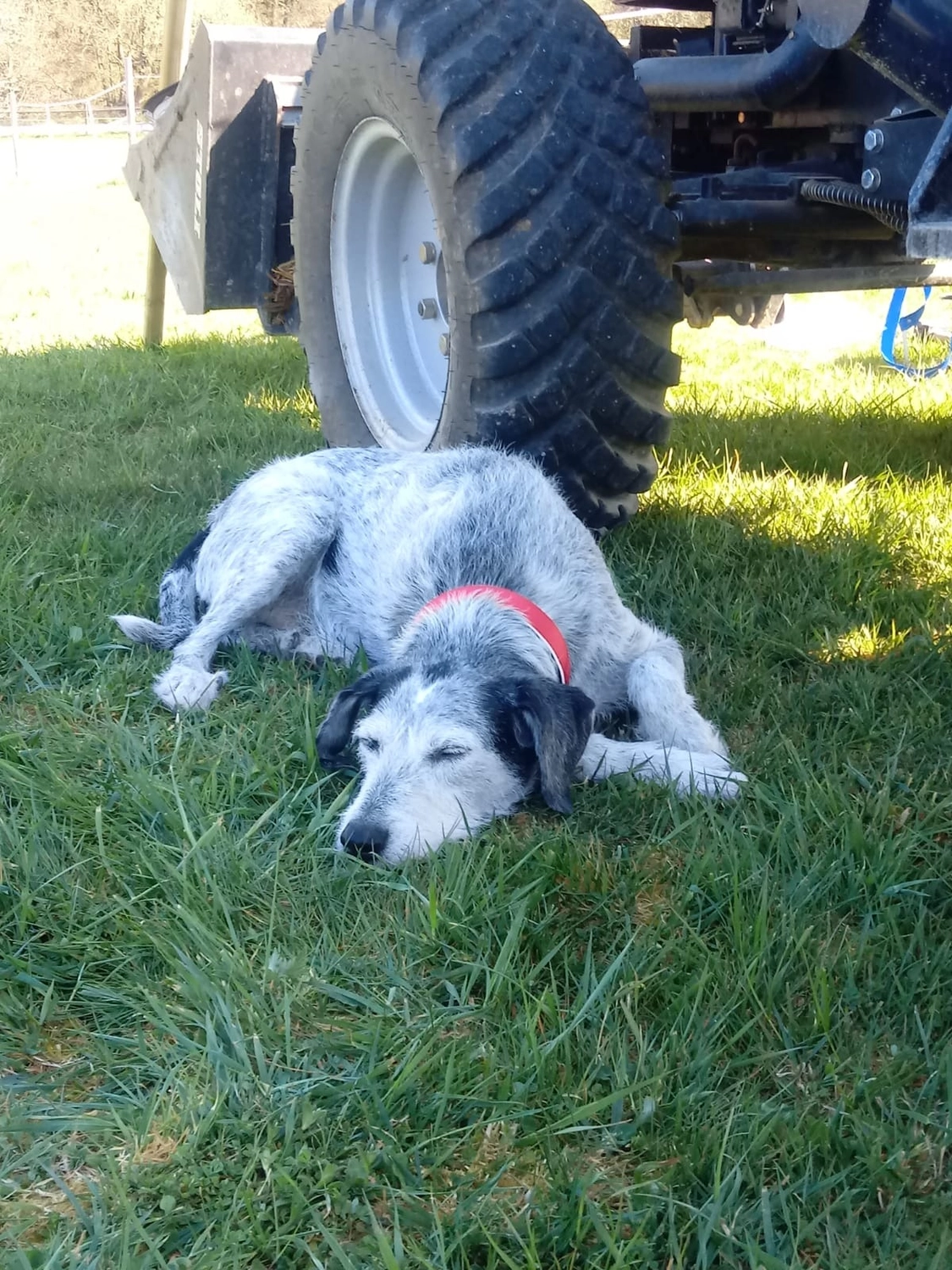 Reitanlage Weissenbrüchen - Hund