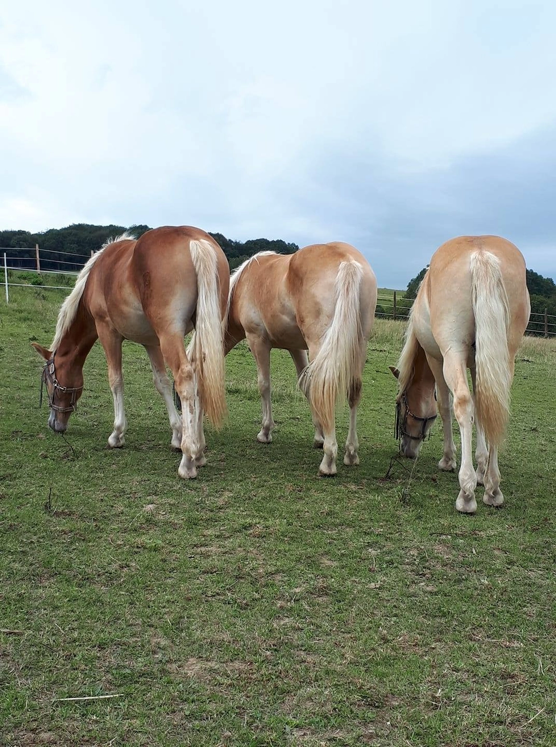 Reitanlage Weissenbrüchen - Pferd