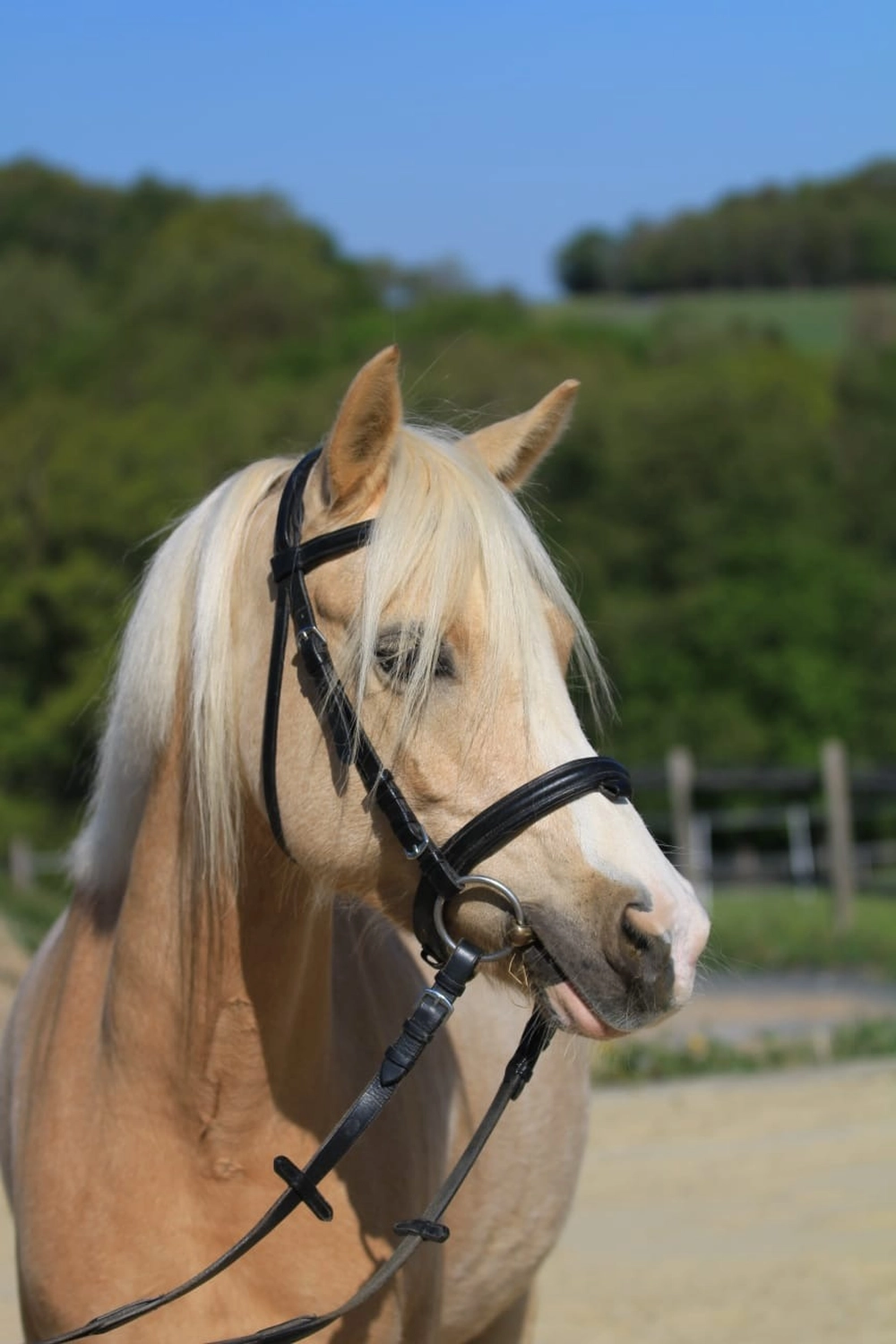 Reitanlage Weissenbrüchen - Pferd
