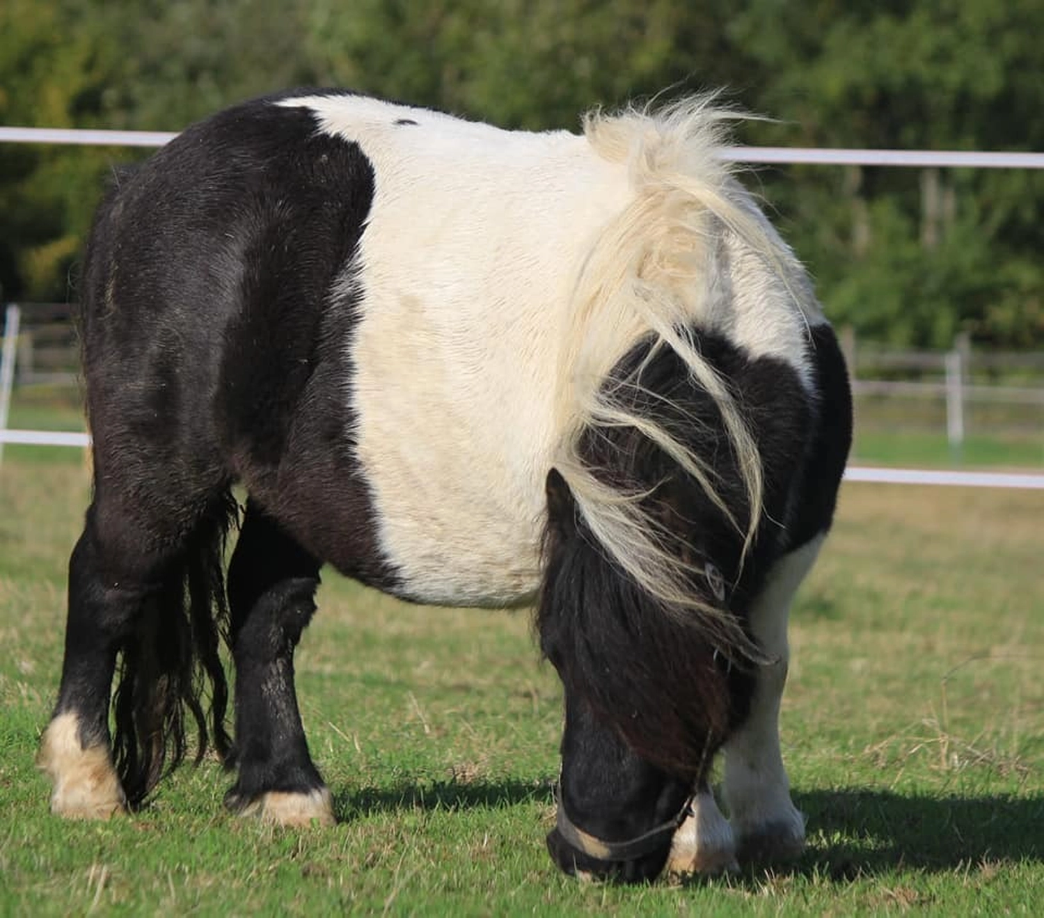 Reitanlage Weissenbrüchen - Pferd