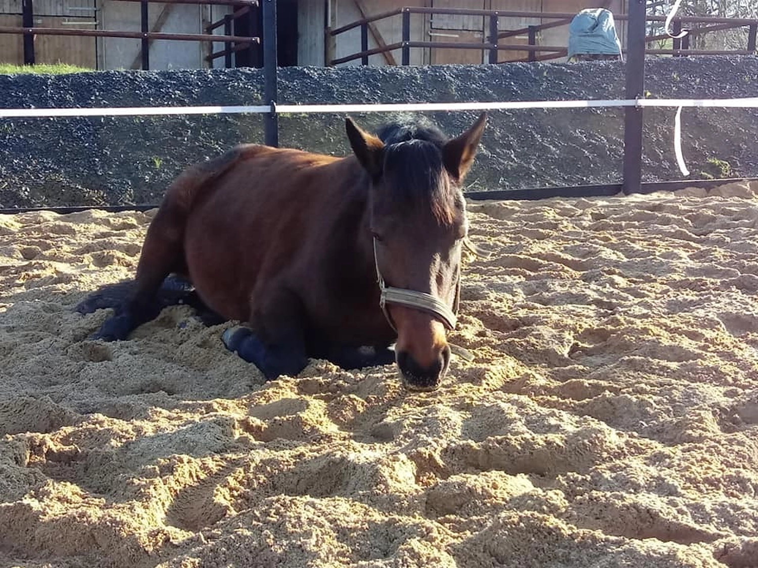 Reitanlage Weissenbrüchen - Pferd
