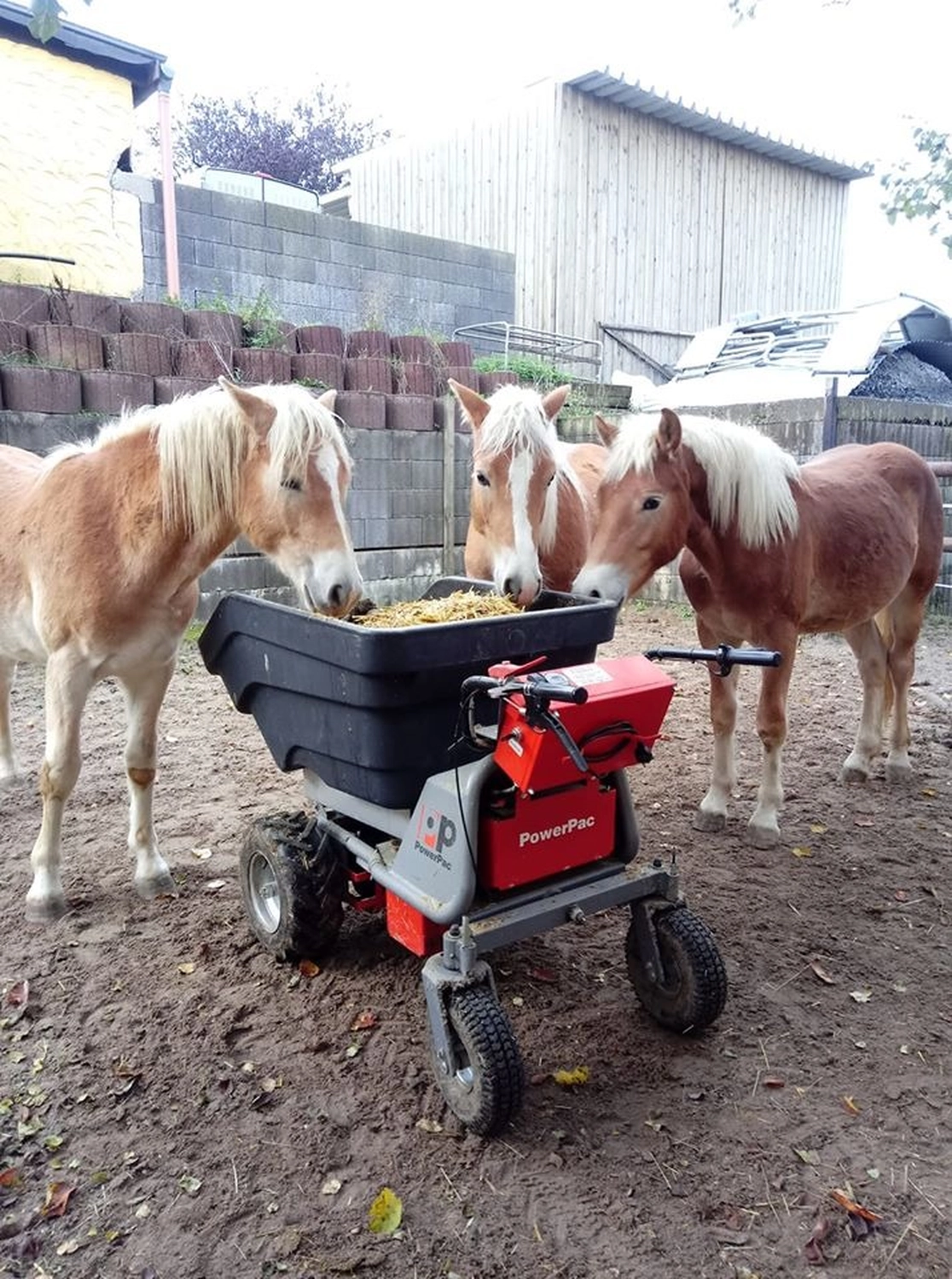 Reitanlage Weissenbrüchen - Pferd