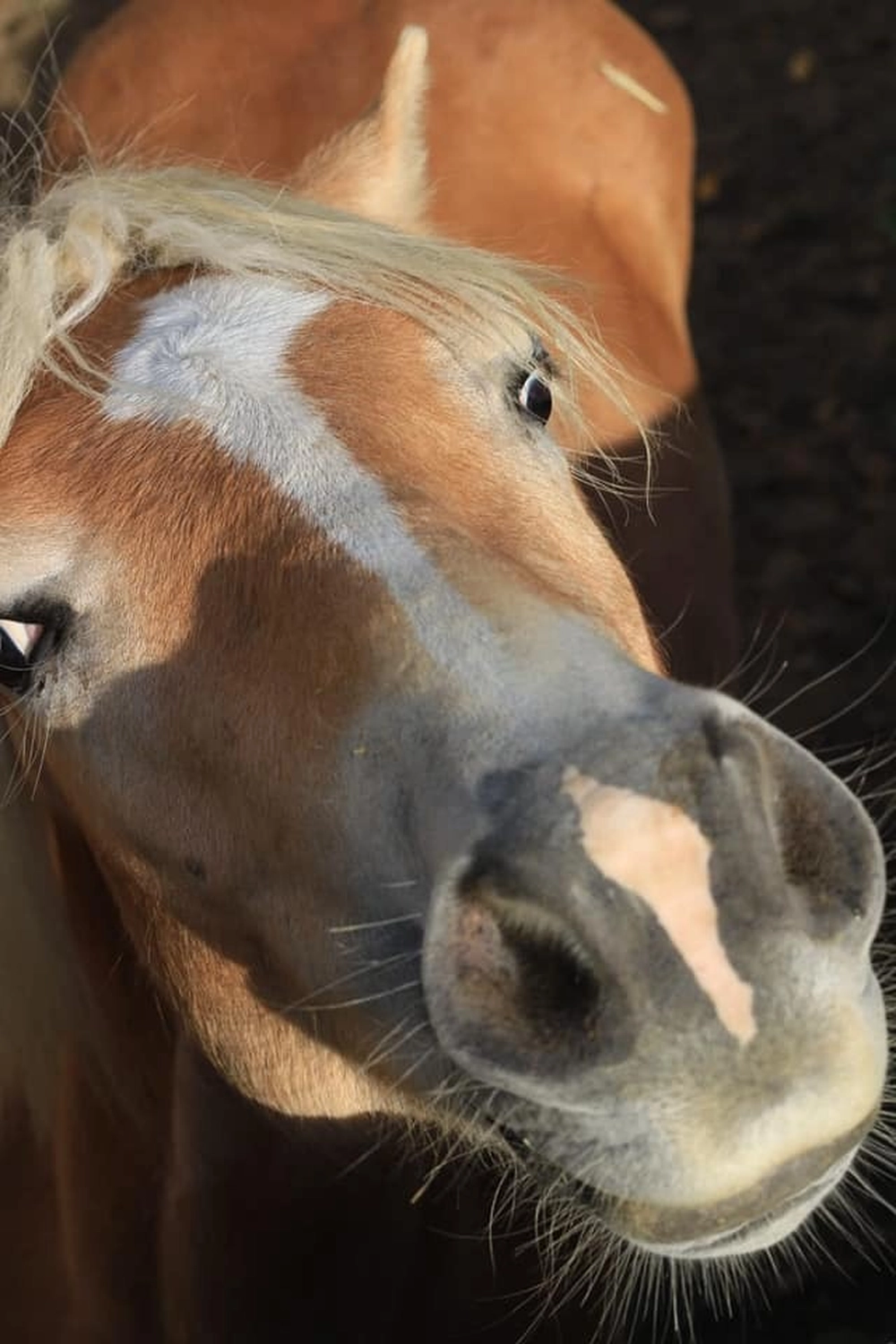 Reitanlage Weissenbrüchen - Pferd