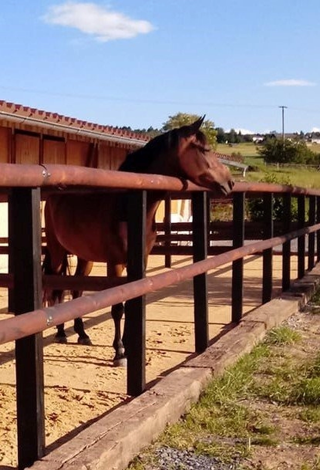 Reitanlage Weissenbrüchen - Pferd