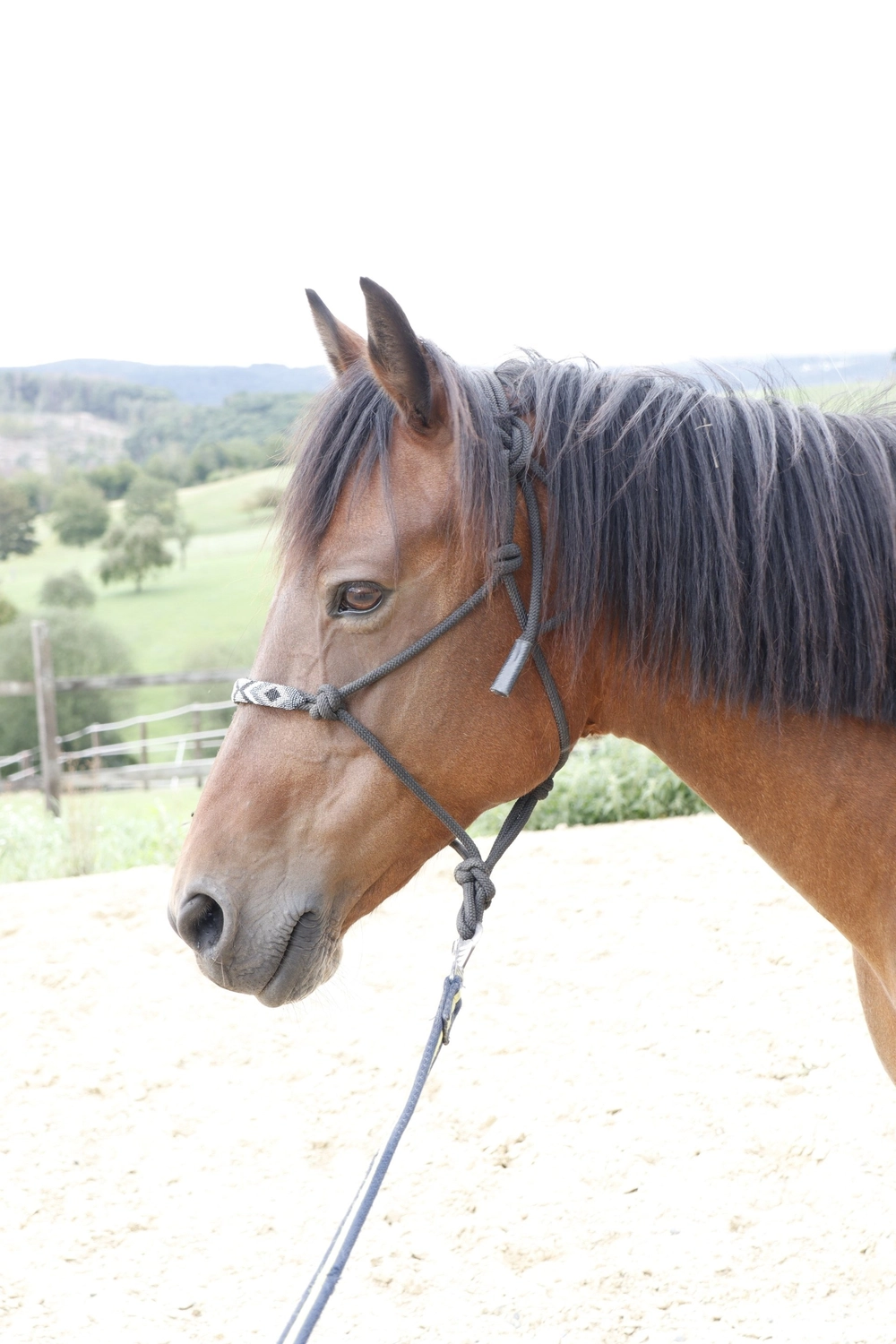 Reitanlage Weissenbrüchen - Pferd
