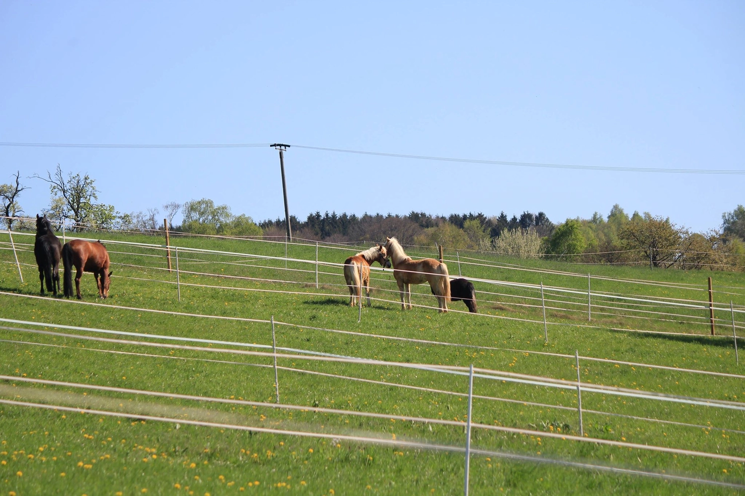 Reitanlage Weissenbrüchen - Pferd auf der Weide