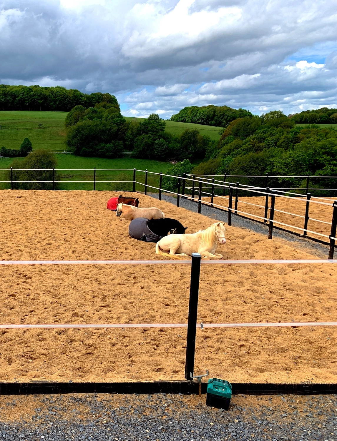 Reitanlage Weissenbrüchen - Pferd auf der Weide