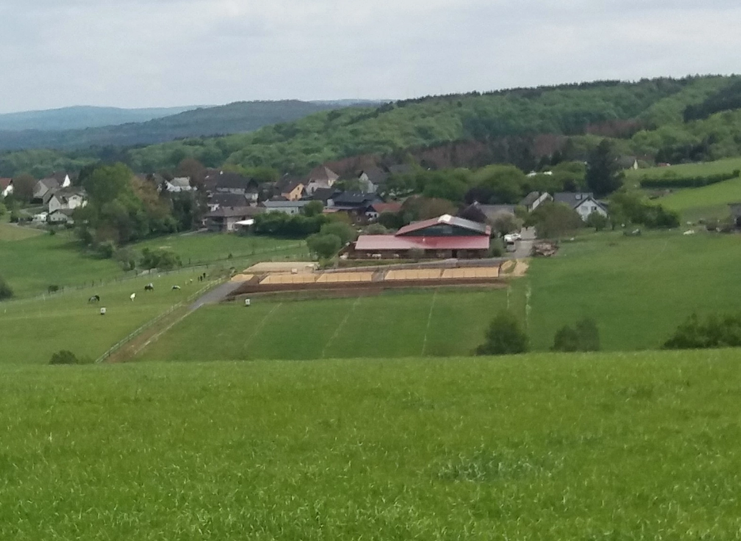Reitanlage Weissenbrüchen - Pferd auf der Weide