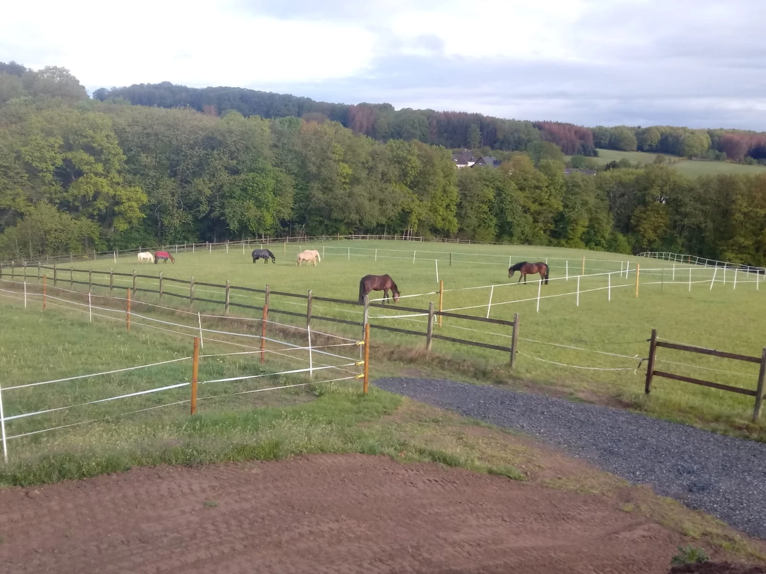 Reitanlage Weissenbrüchen - Pferd auf der Weide