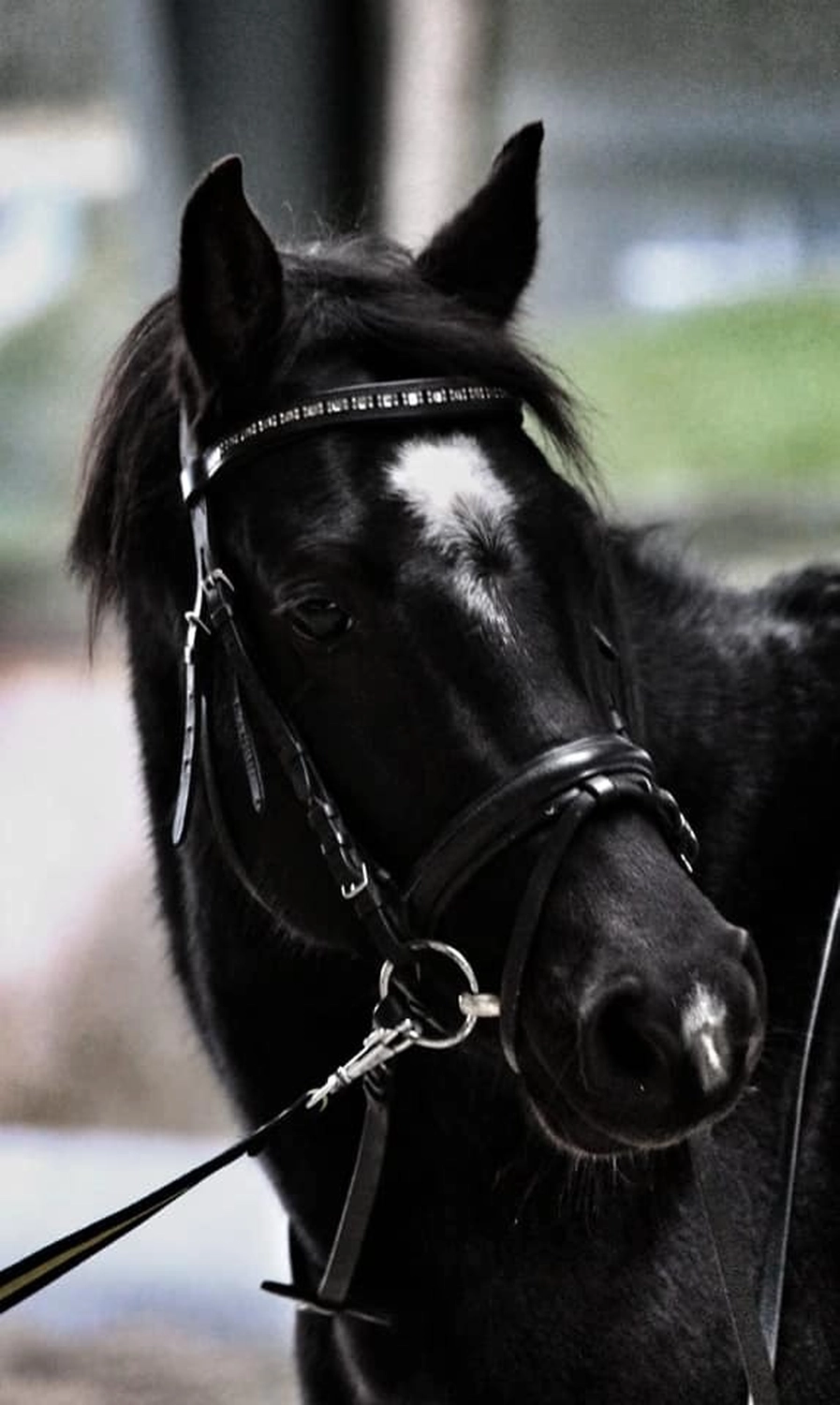 Reitanlage Weissenbrüchen - Pferd