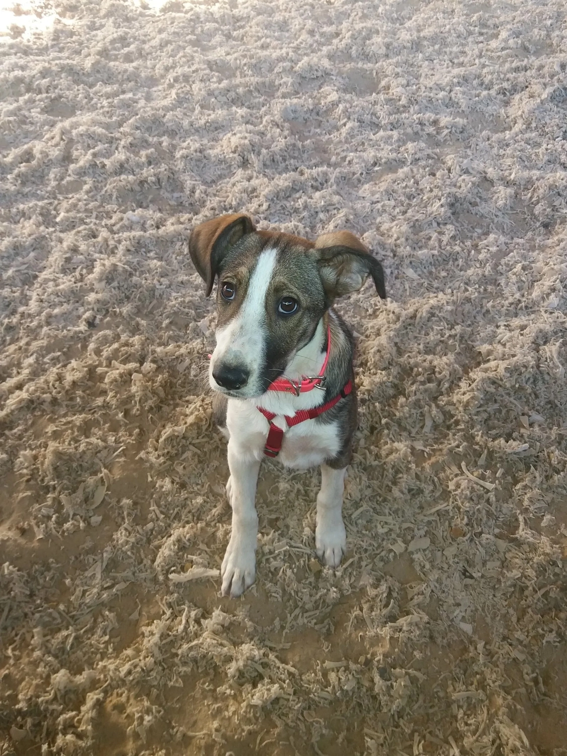 Reitanlage Weissenbrüchen - Apollo & Nikita, Die Security