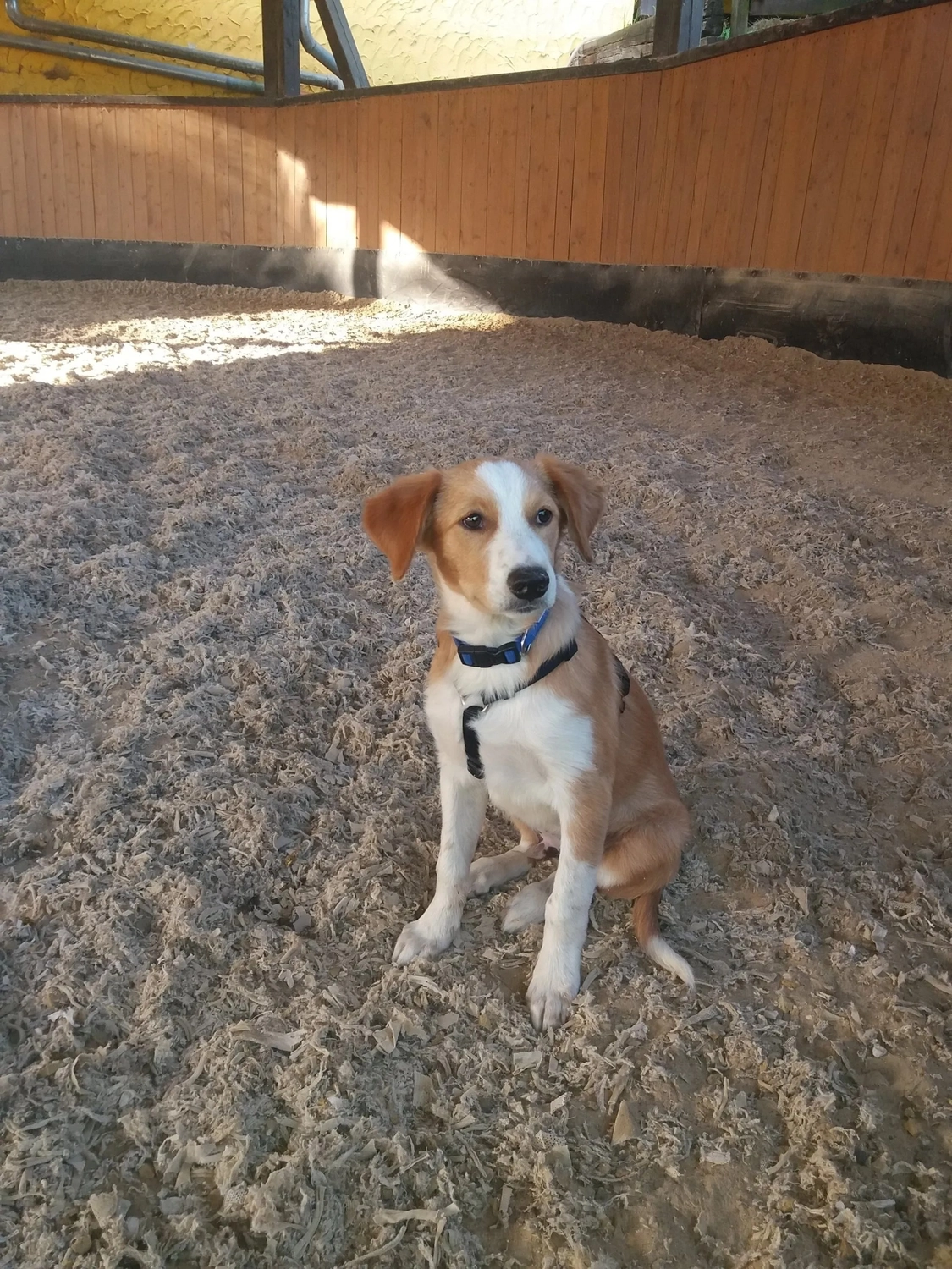 Reitanlage Weissenbrüchen - Apollo & Nikita, Die Security