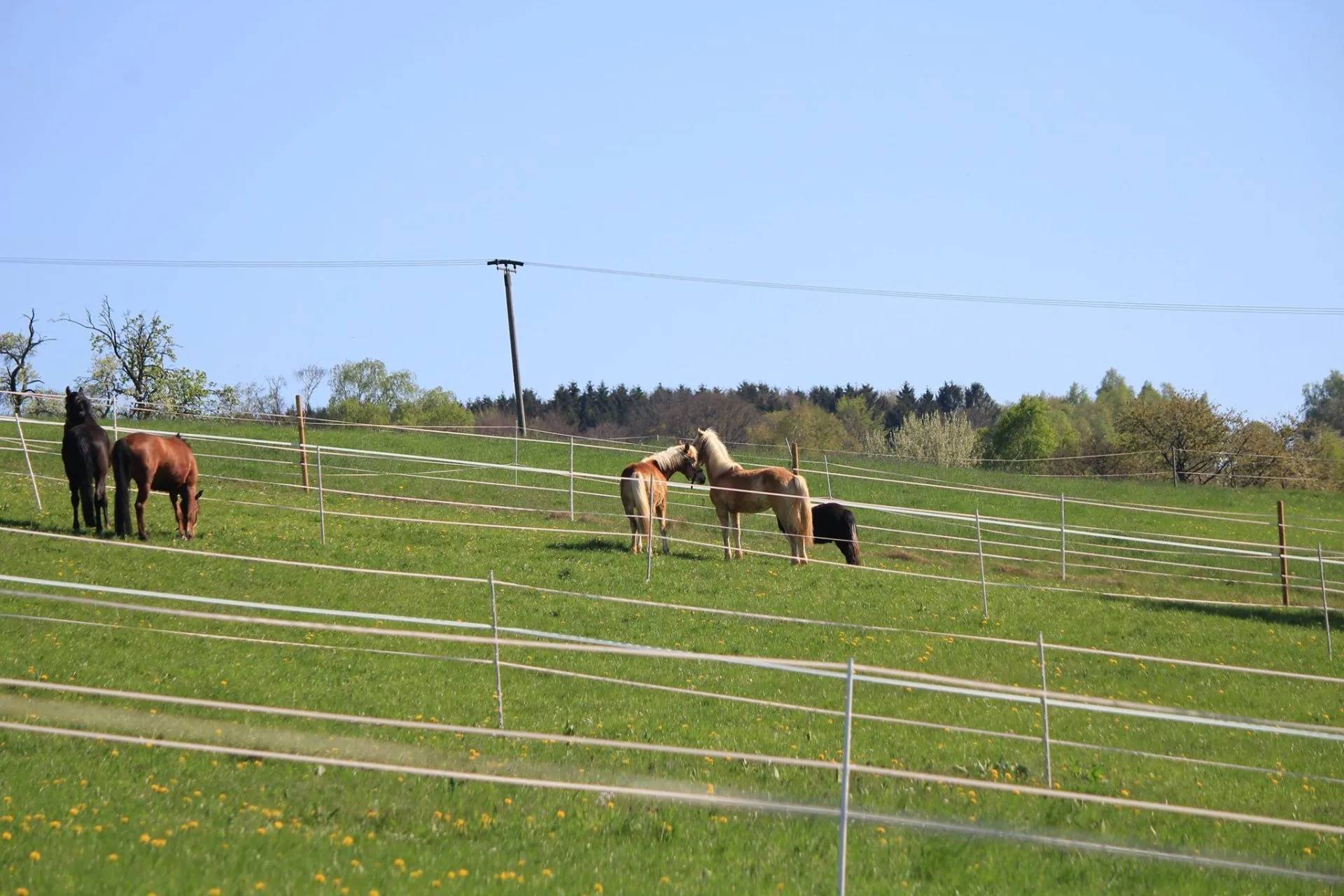 Reitanlage Weissenbrüchen - Pferd auf der Weide